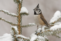 125 Haubenmeise - Parus cristatus